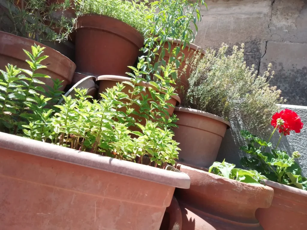iante aromatiche come timo, rosamrino, menta, salvia insieme a dei fiorni, posti su un terrazzio di casa