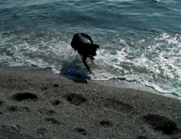 La mia compagna di avventure, il mio animale domestico