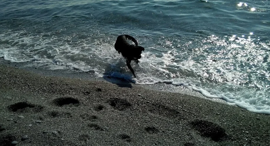 La mia compagna di avventure, il mio animale domestico